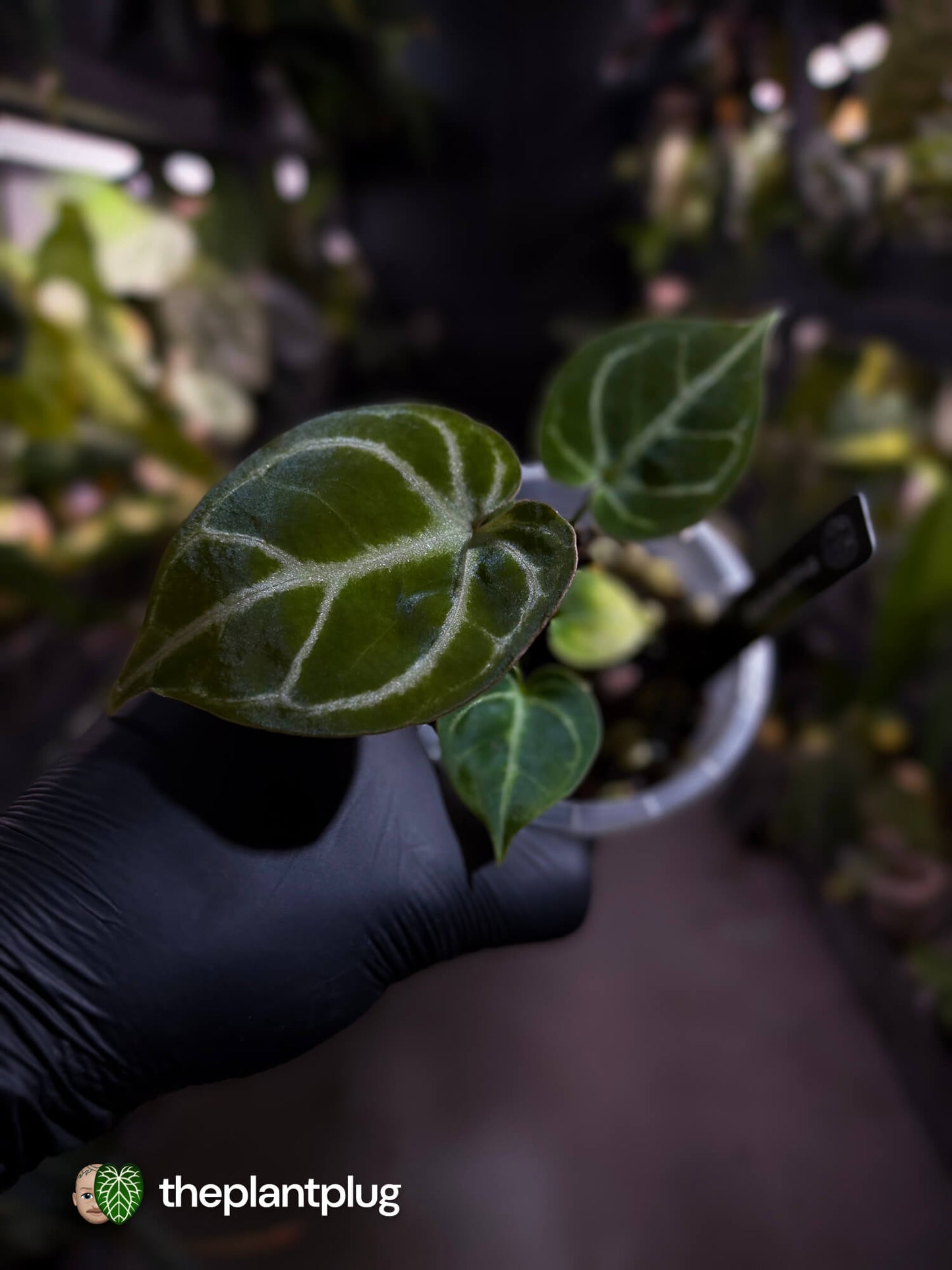 Anthurium 'Dorayaki Silver' x #WaddleNoid • First release 🧨