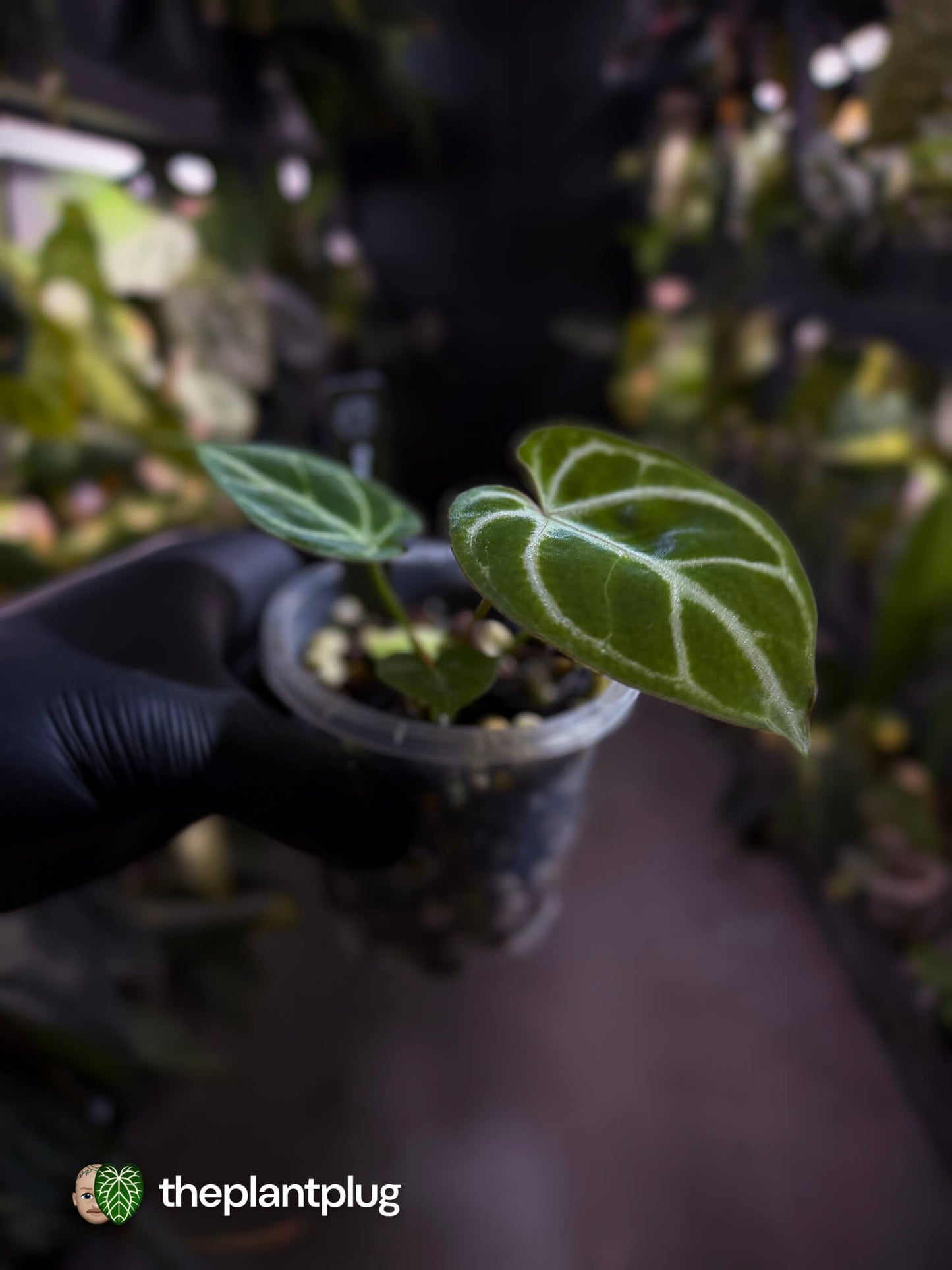 Anthurium 'Dorayaki Silver' x #WaddleNoid • First release 🧨