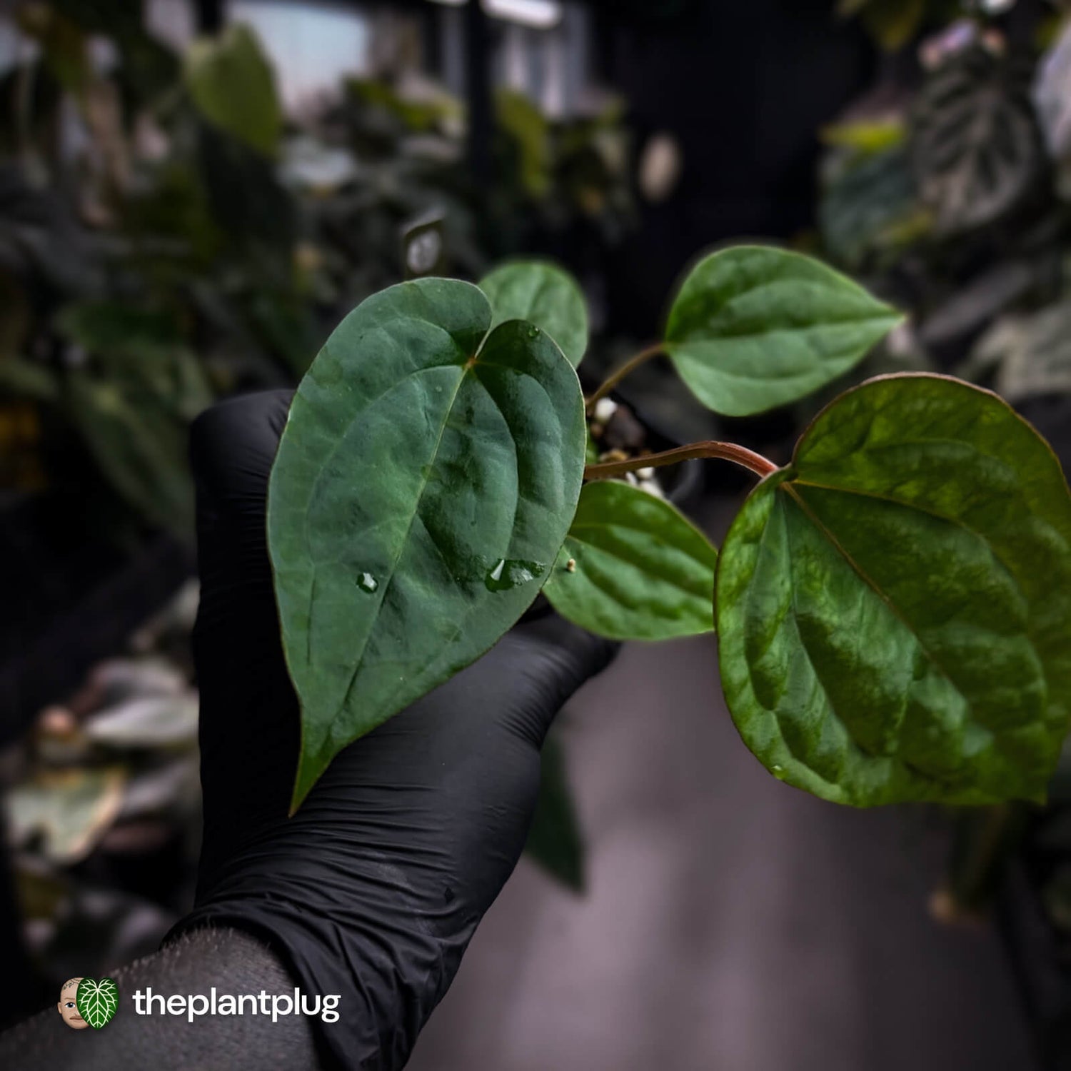 Anthurium 'Michelin Man' x (papillilaminum x luxurians)