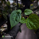 Anthurium 'Michelin Man' x (papillilaminum x luxurians)