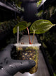 Anthurium crystallinum 'Cape Oasis' x luxurians