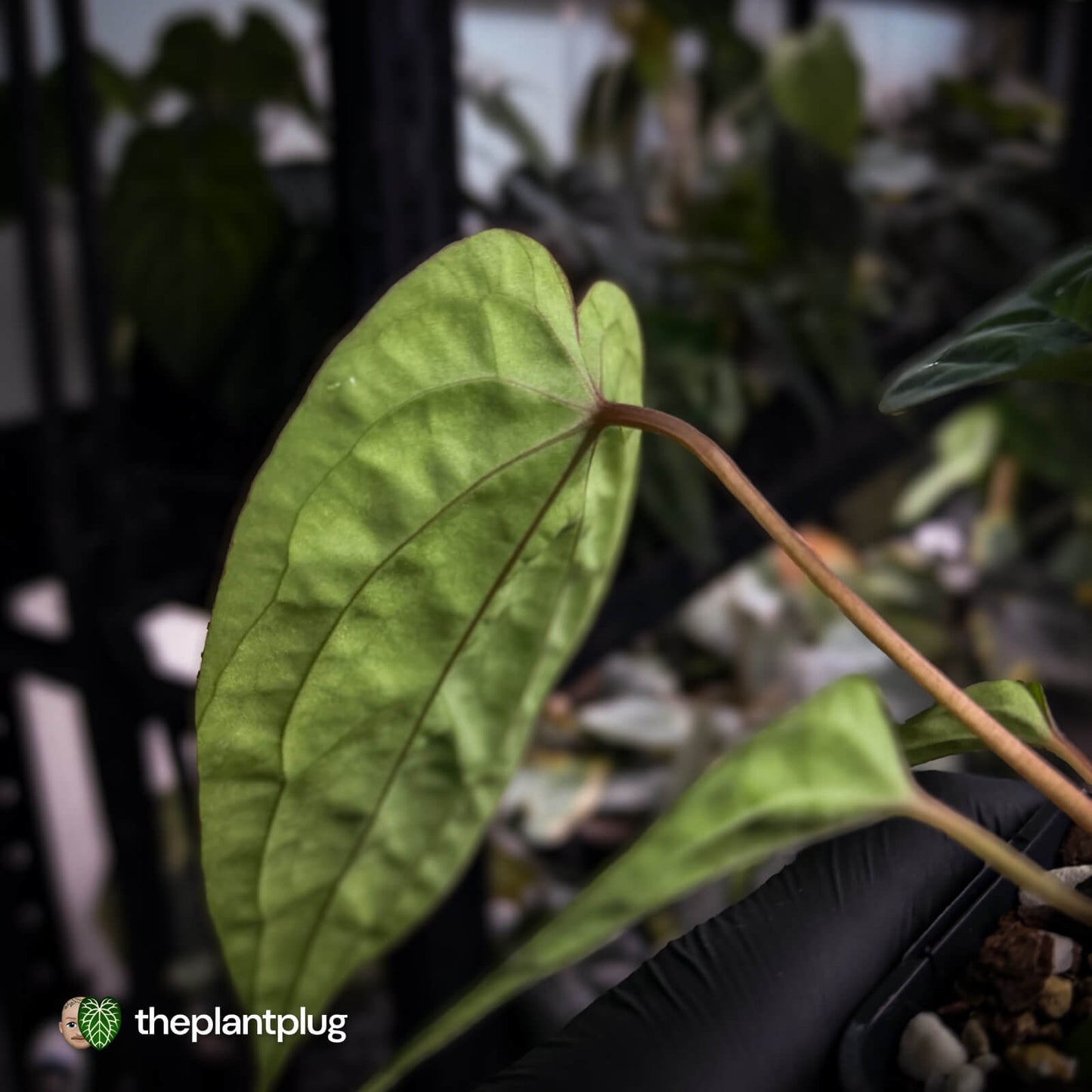 Anthurium 'Michelin Man' x (papillilaminum x luxurians)