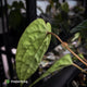 Anthurium 'Michelin Man' x (papillilaminum x luxurians)
