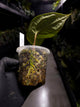 Anthurium crystallinum 'Cape Oasis' x luxurians