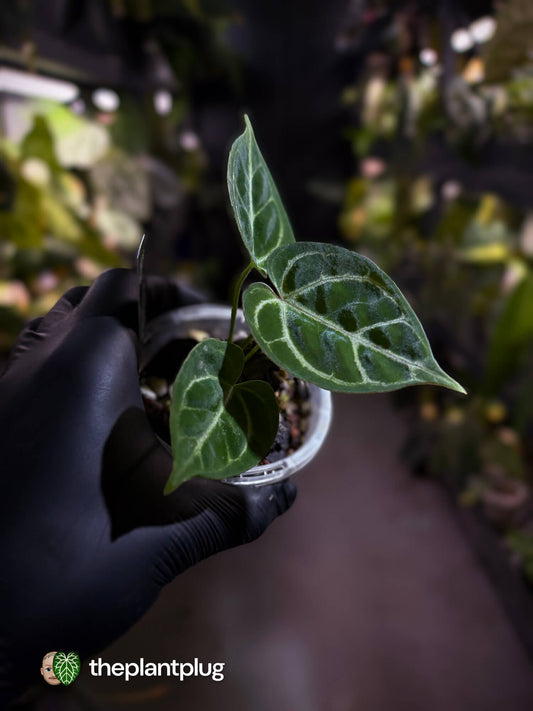 Anthurium 'Dorayaki Silver' x #WaddleNoid • First release 🧨