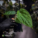 Anthurium 'Michelin Man' x (papillilaminum x luxurians)