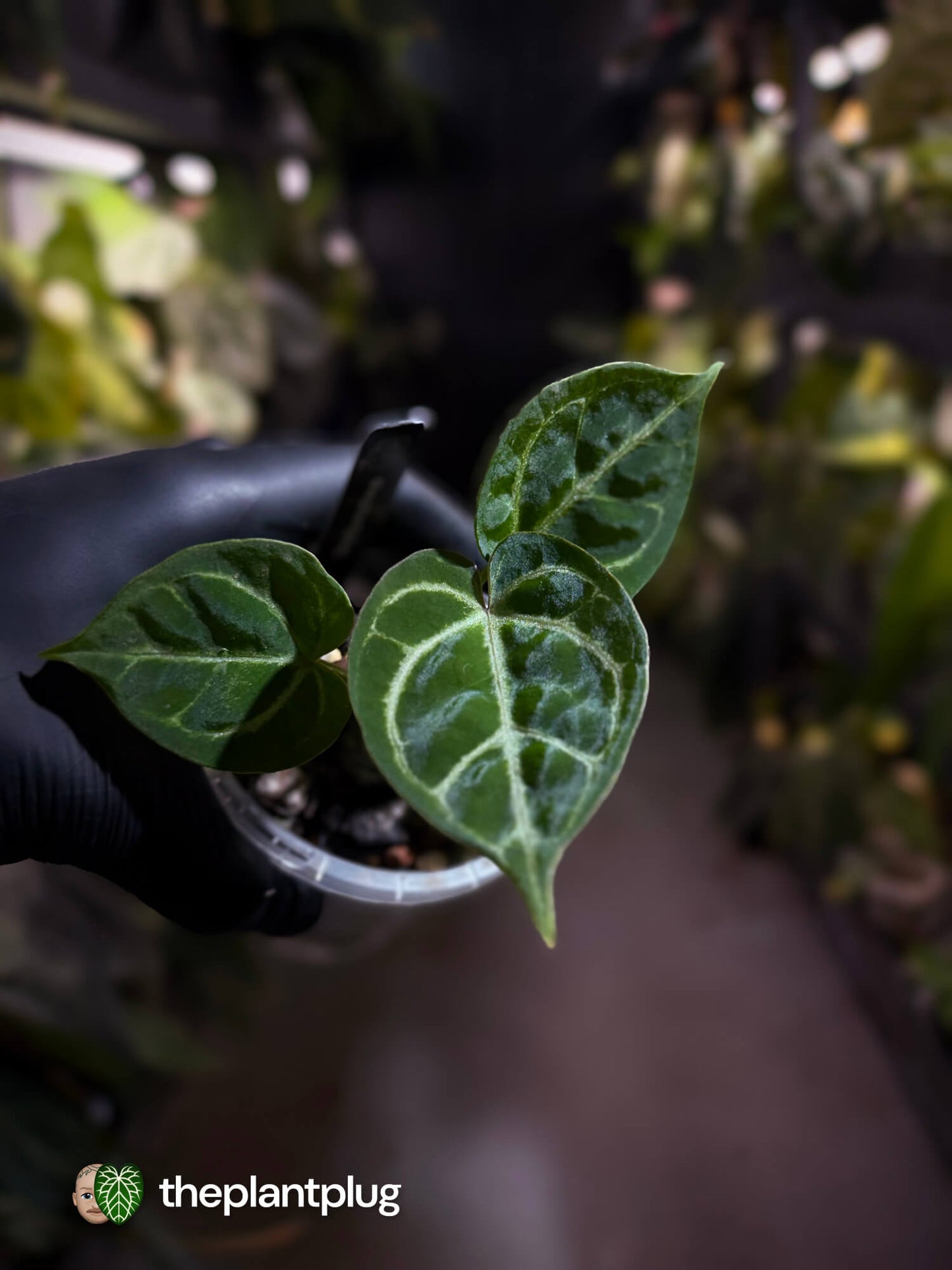 Anthurium 'Dorayaki Silver' x #WaddleNoid • First release 🧨
