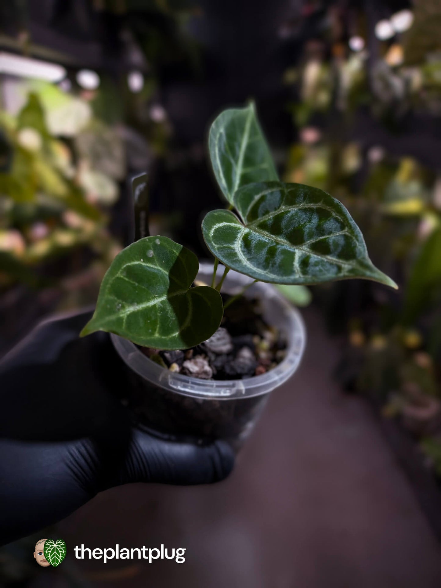 Anthurium 'Dorayaki Silver' x #WaddleNoid • First release 🧨