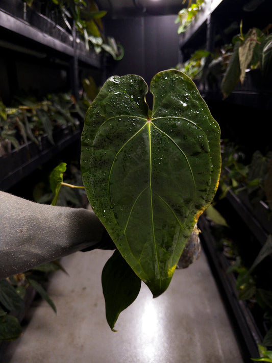 Anthurium #BlackCherry x 'Dark Forgetii'