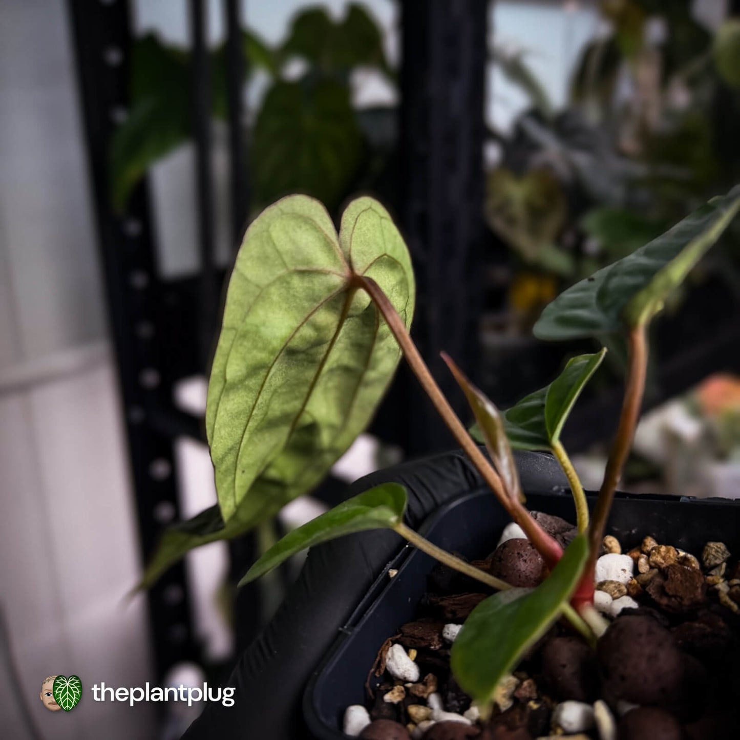 Anthurium 'Michelin Man' x (papillilaminum x luxurians)