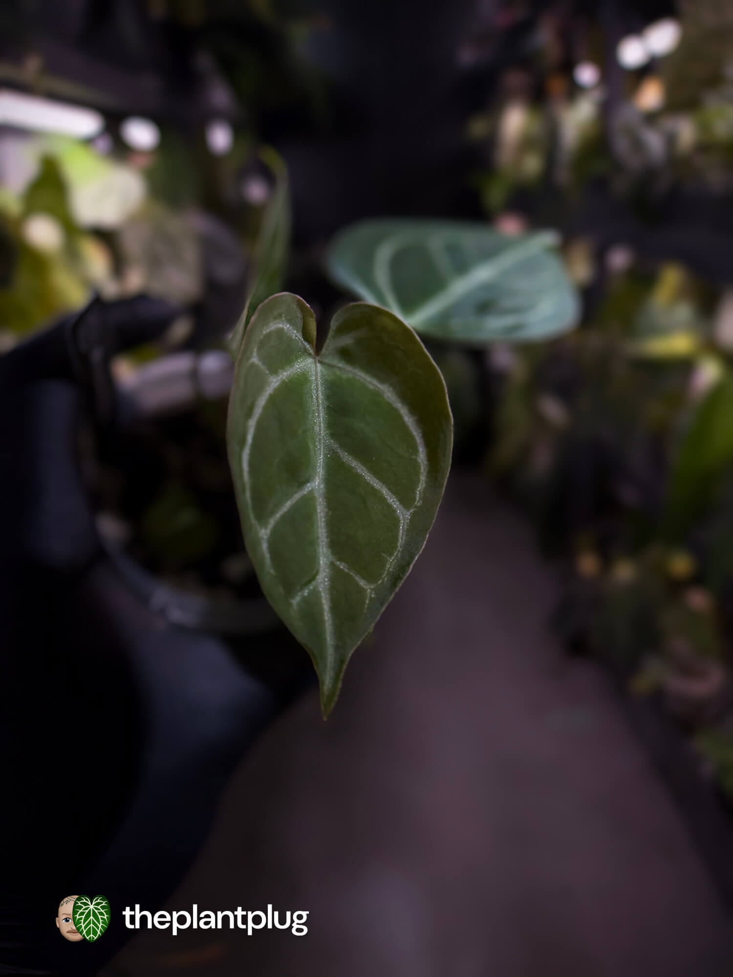 Anthurium 'Dorayaki Silver' x #WaddleNoid • First release 🧨