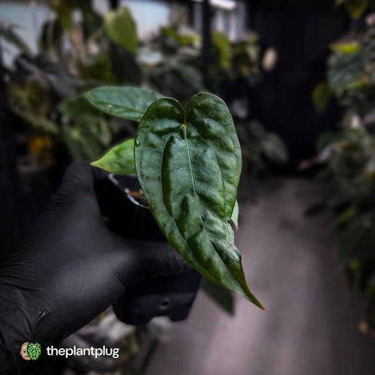 Anthurium 'Michelin Man' x (papillilaminum x luxurians)