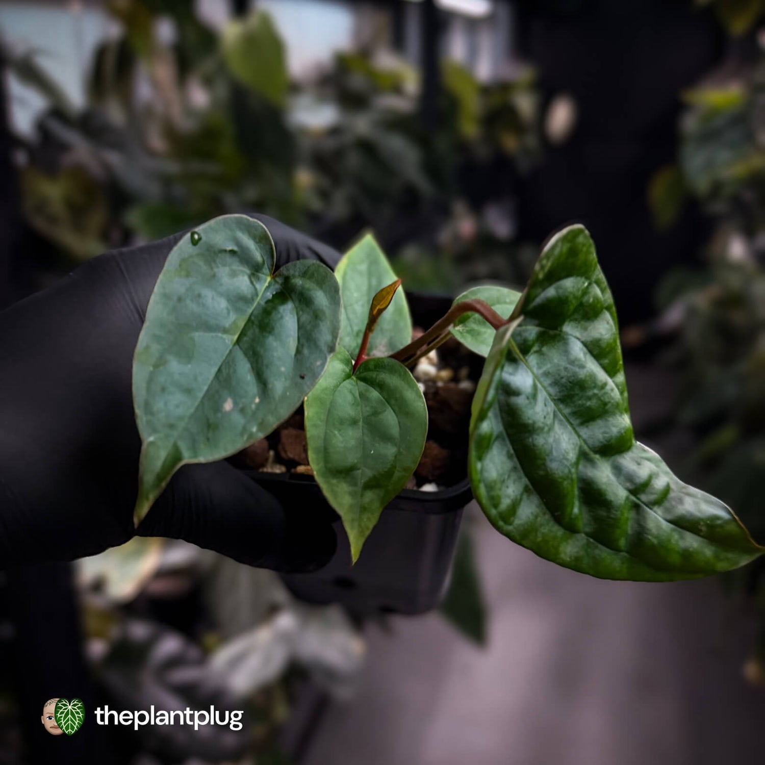 Anthurium 'Michelin Man' x (papillilaminum x luxurians)