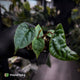 Anthurium 'Michelin Man' x (papillilaminum x luxurians)