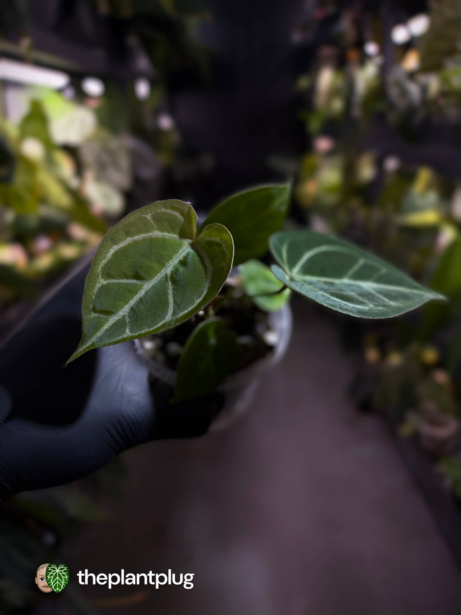 Anthurium 'Dorayaki Silver' x #WaddleNoid • First release 🧨