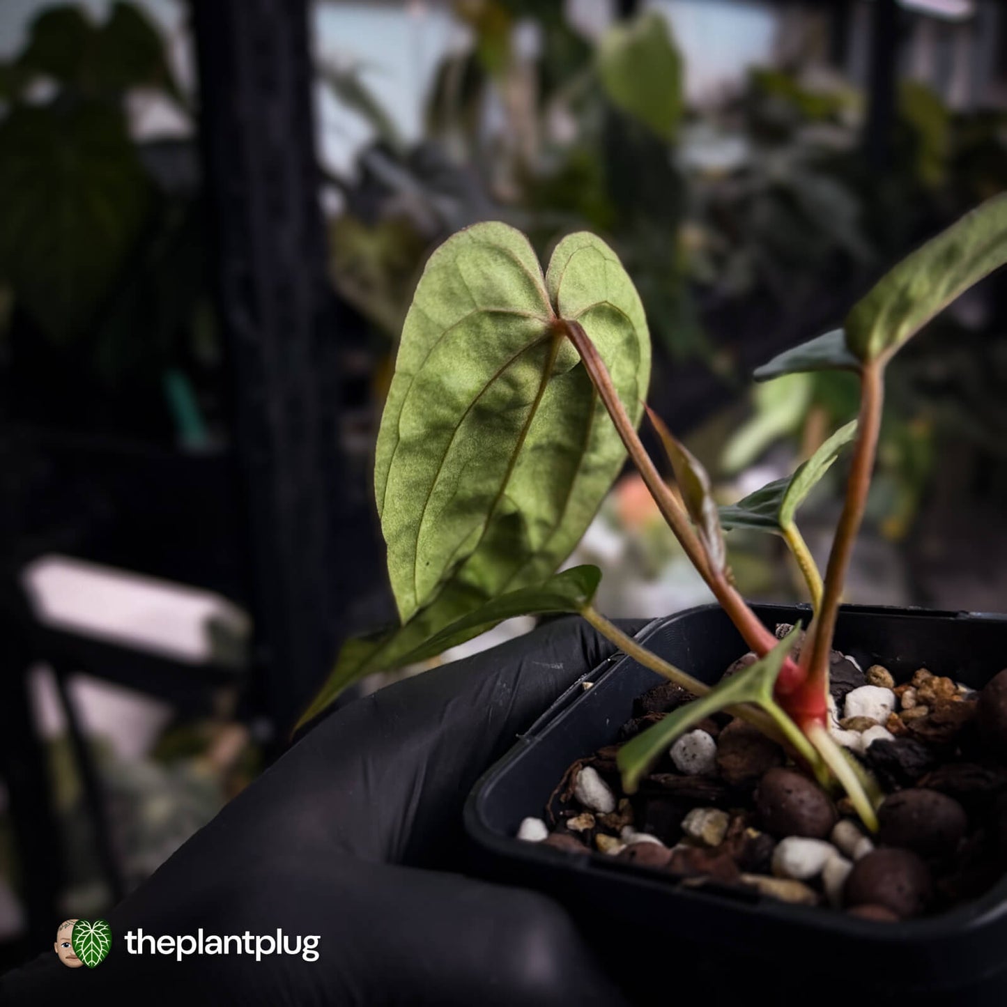 Anthurium 'Michelin Man' x (papillilaminum x luxurians)