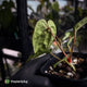 Anthurium 'Michelin Man' x (papillilaminum x luxurians)