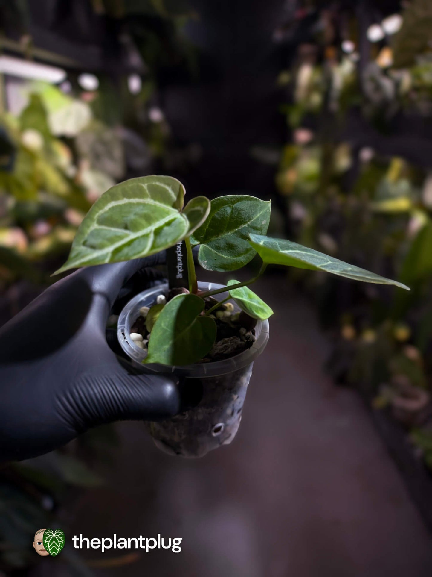 Anthurium 'Dorayaki Silver' x #WaddleNoid • First release 🧨