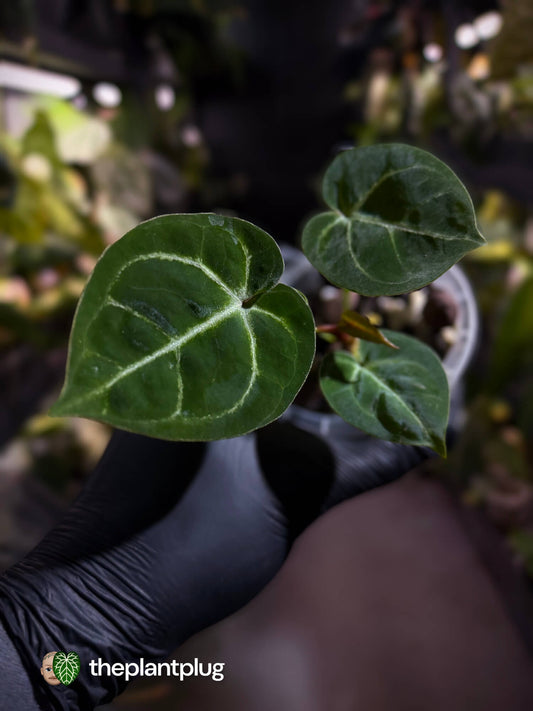 Anthurium 'Dorayaki Silver' x #WaddleNoid • First release 💎