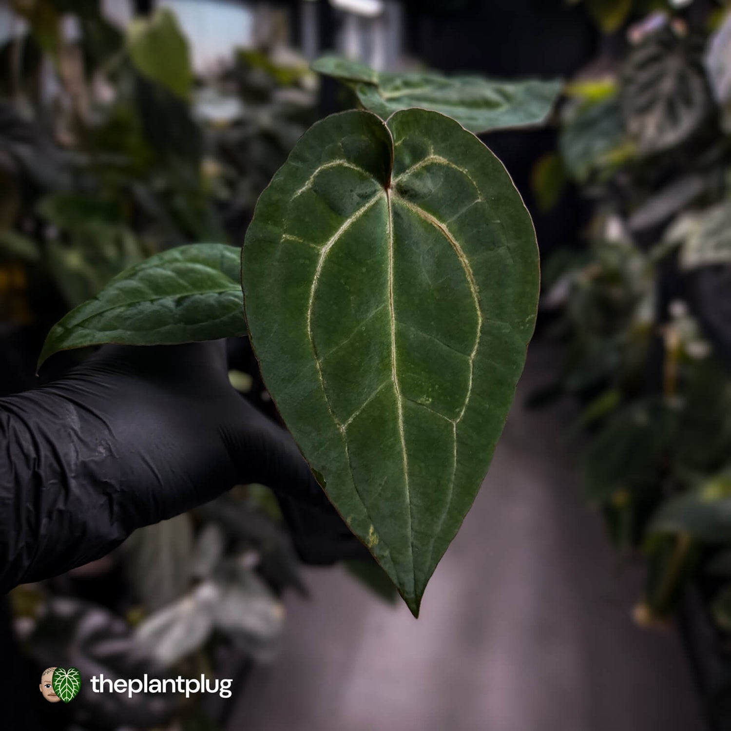 Anthurium 'Michelle' x 'RDP' • select ✨