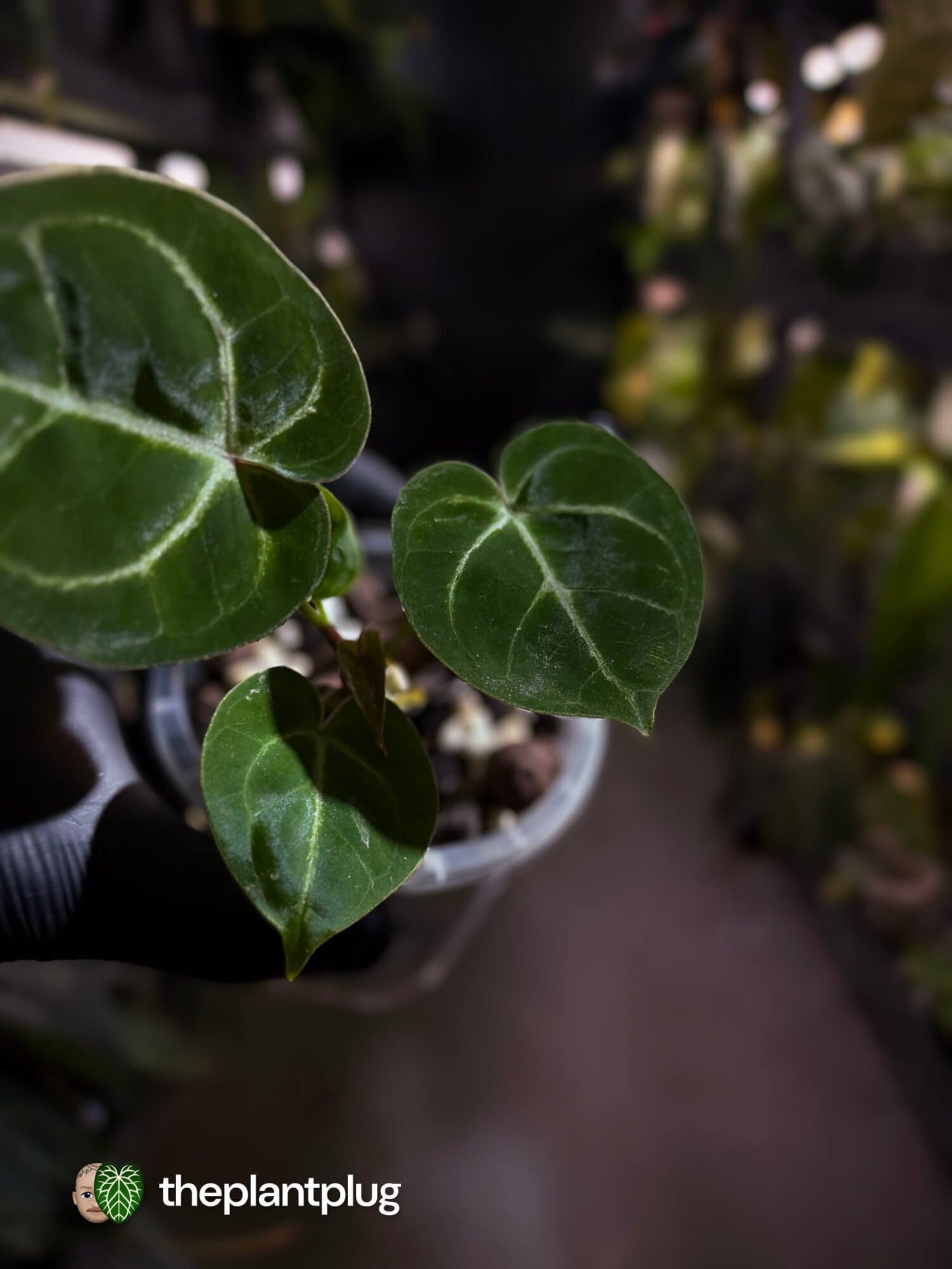 Anthurium 'Dorayaki Silver' x #WaddleNoid • First release 💎