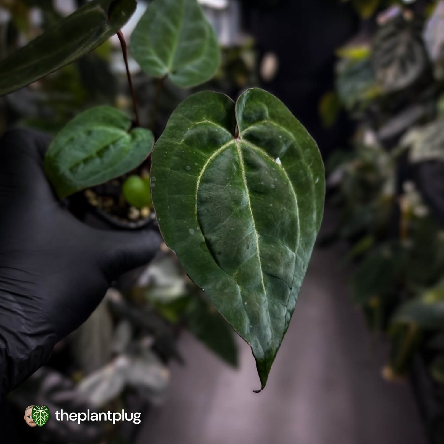 Anthurium 'Michelle' x 'RDP' • select ✨