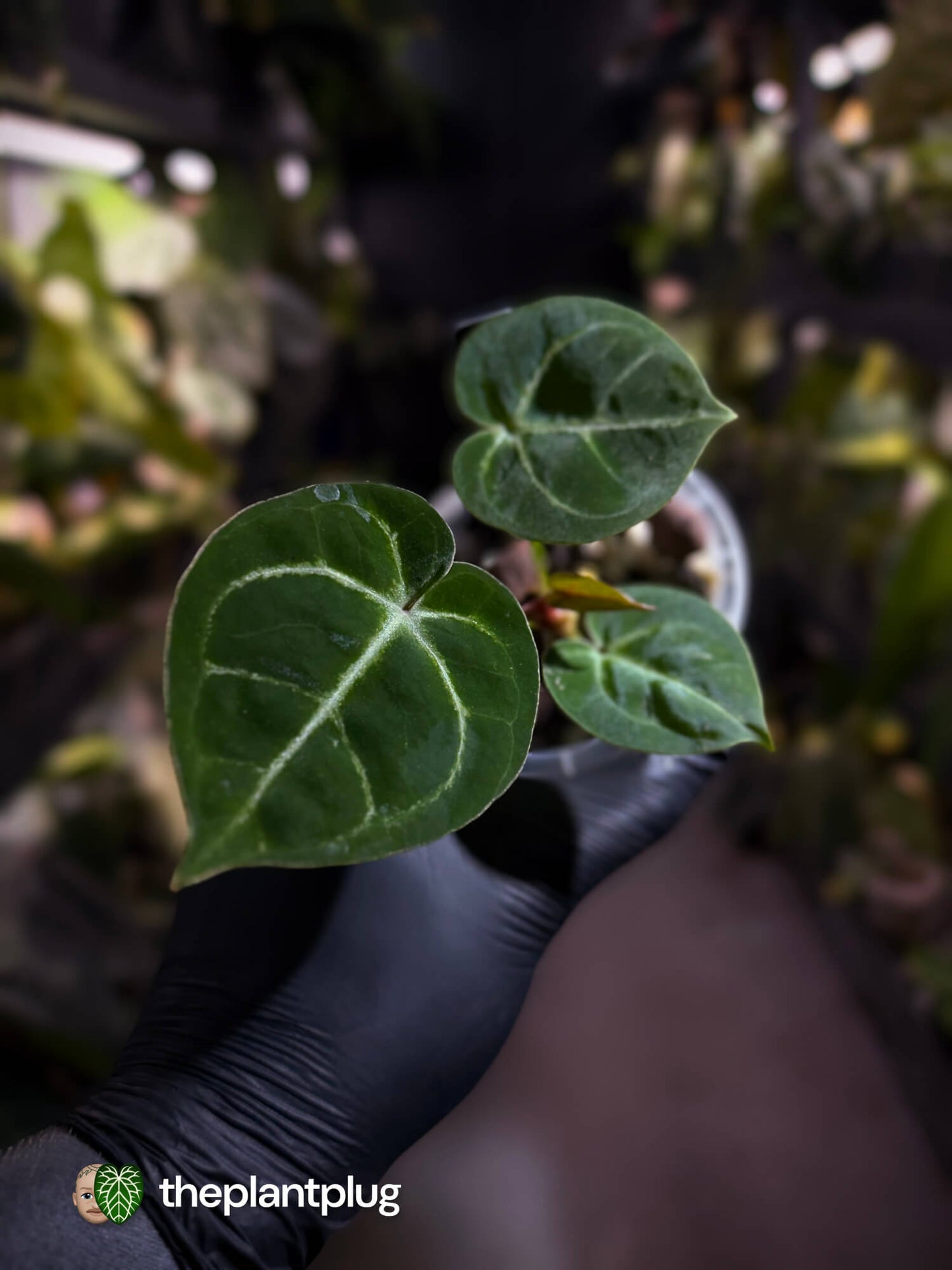 Anthurium 'Dorayaki Silver' x #WaddleNoid • First release 💎