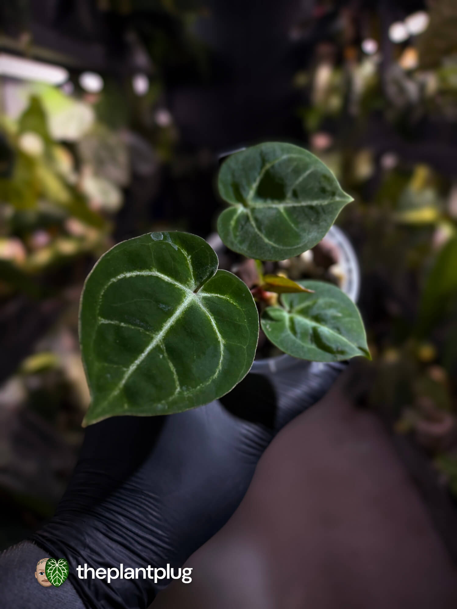 Anthurium 'Dorayaki Silver' x #WaddleNoid • First release 💎