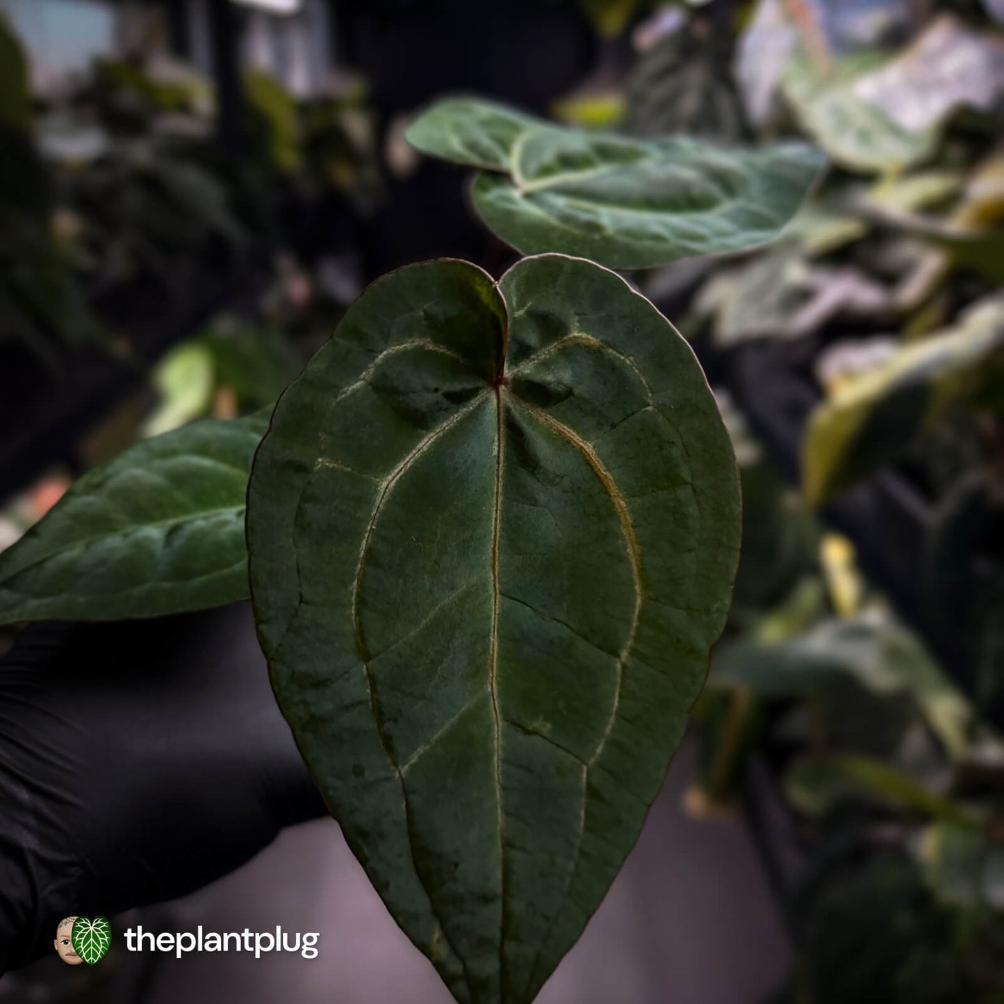 Anthurium 'Michelle' x 'RDP' • select ✨