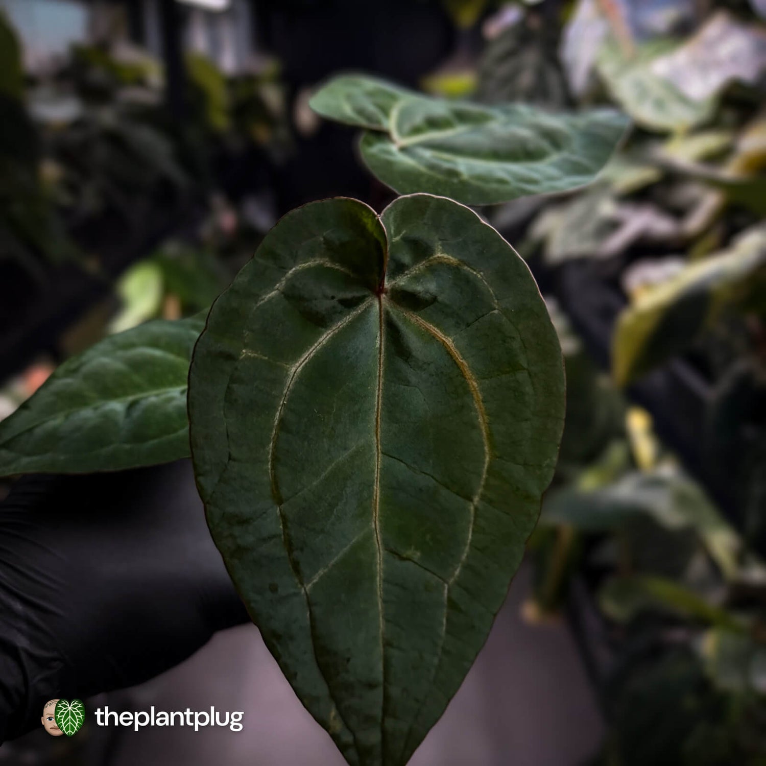 Anthurium 'Michelle' x 'RDP' • select ✨