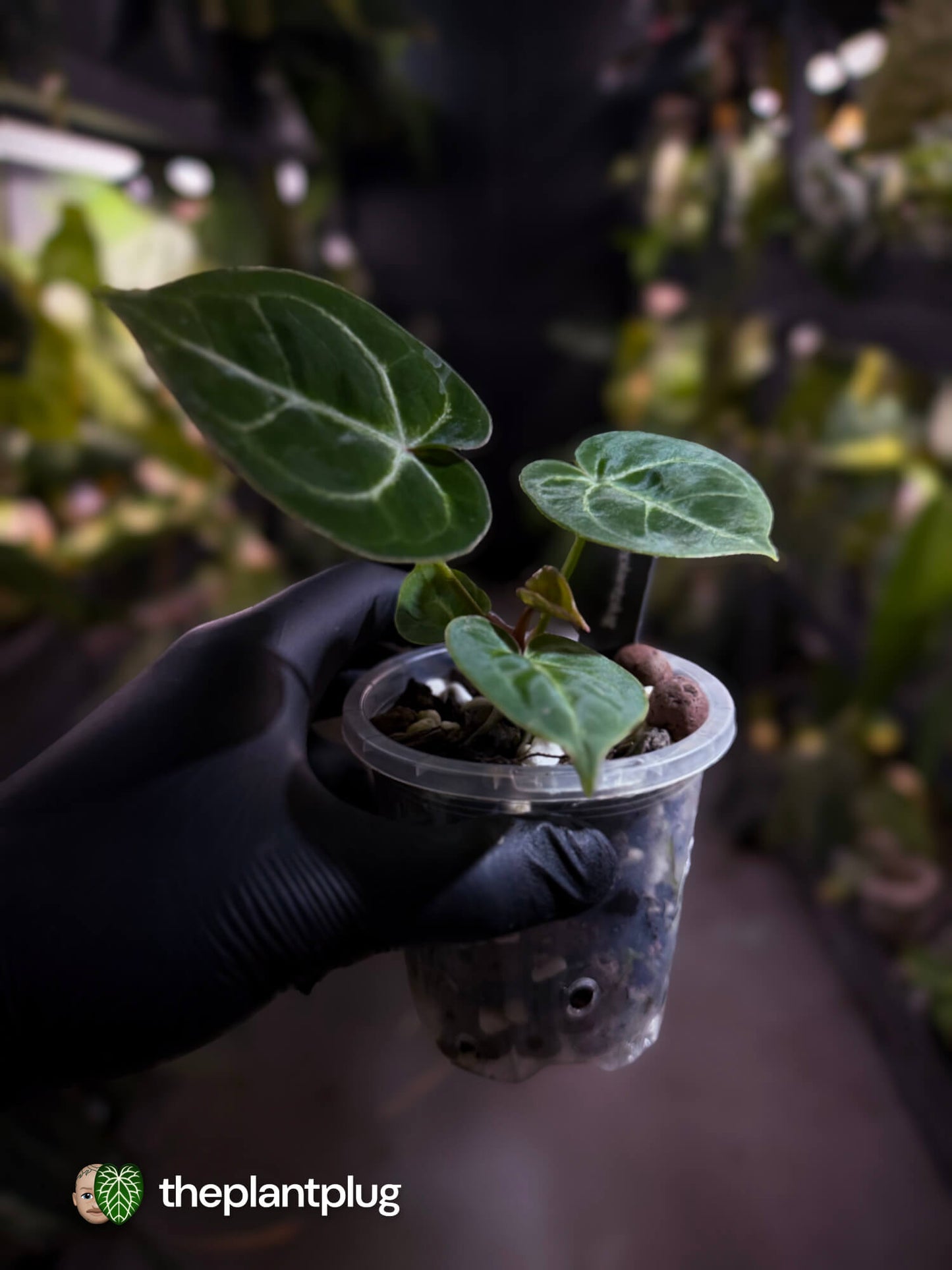 Anthurium 'Dorayaki Silver' x #WaddleNoid • First release 💎