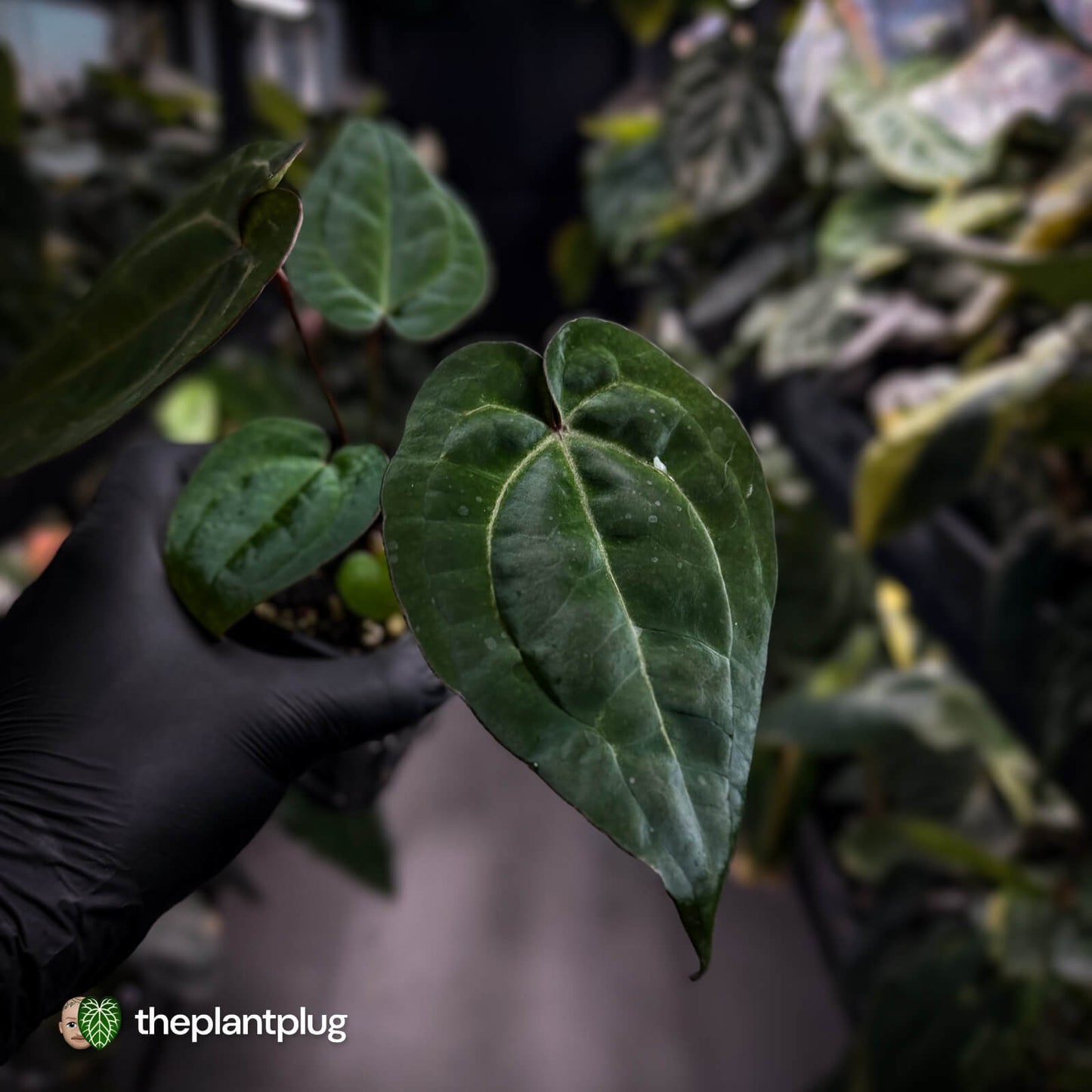 Anthurium 'Michelle' x 'RDP' • select ✨