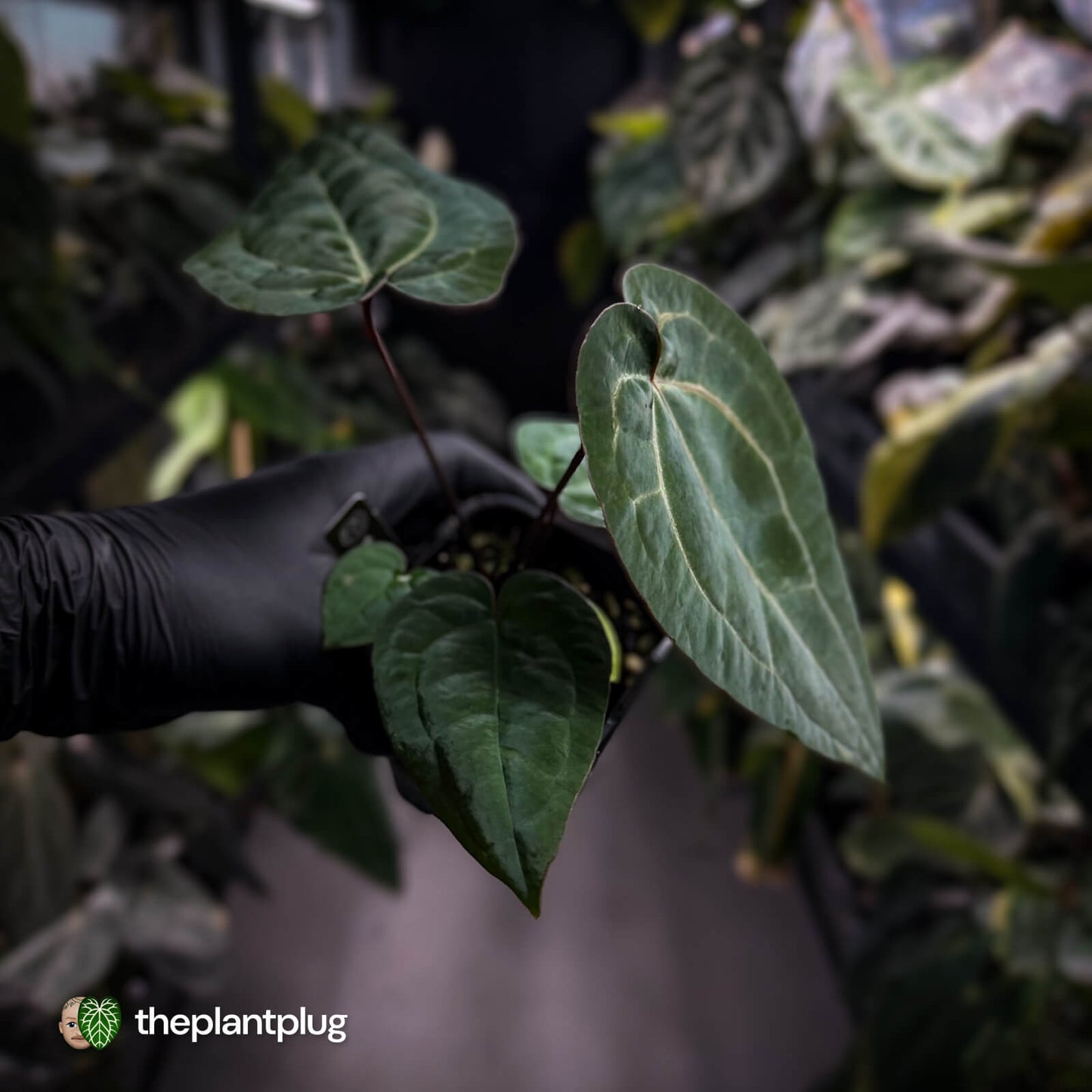 Anthurium 'Michelle' x 'RDP' • select ✨