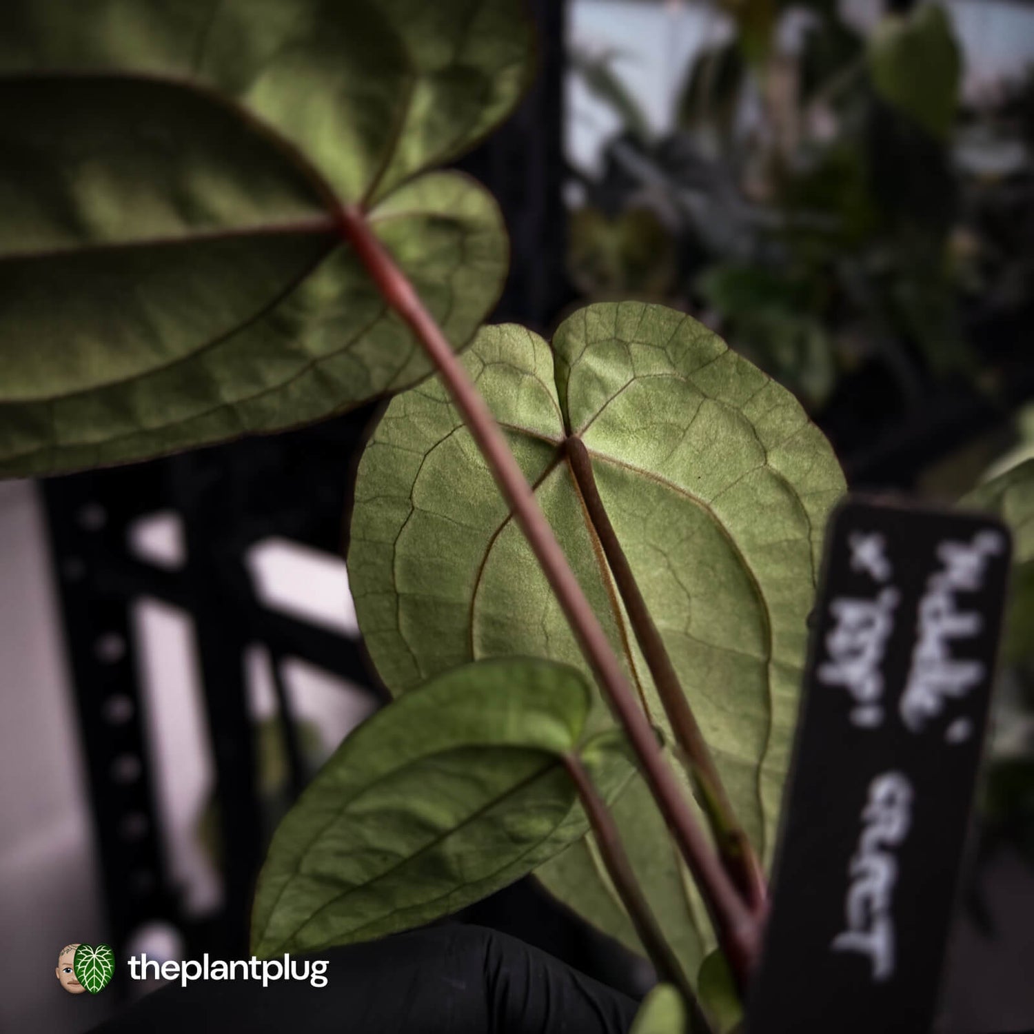 Anthurium 'Michelle' x 'RDP' • select ✨