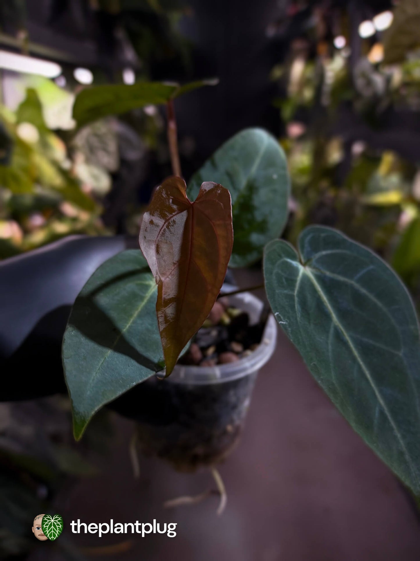 Anthurium ('Hoffx' x 'Velvet Shadow') x #BlackCherry