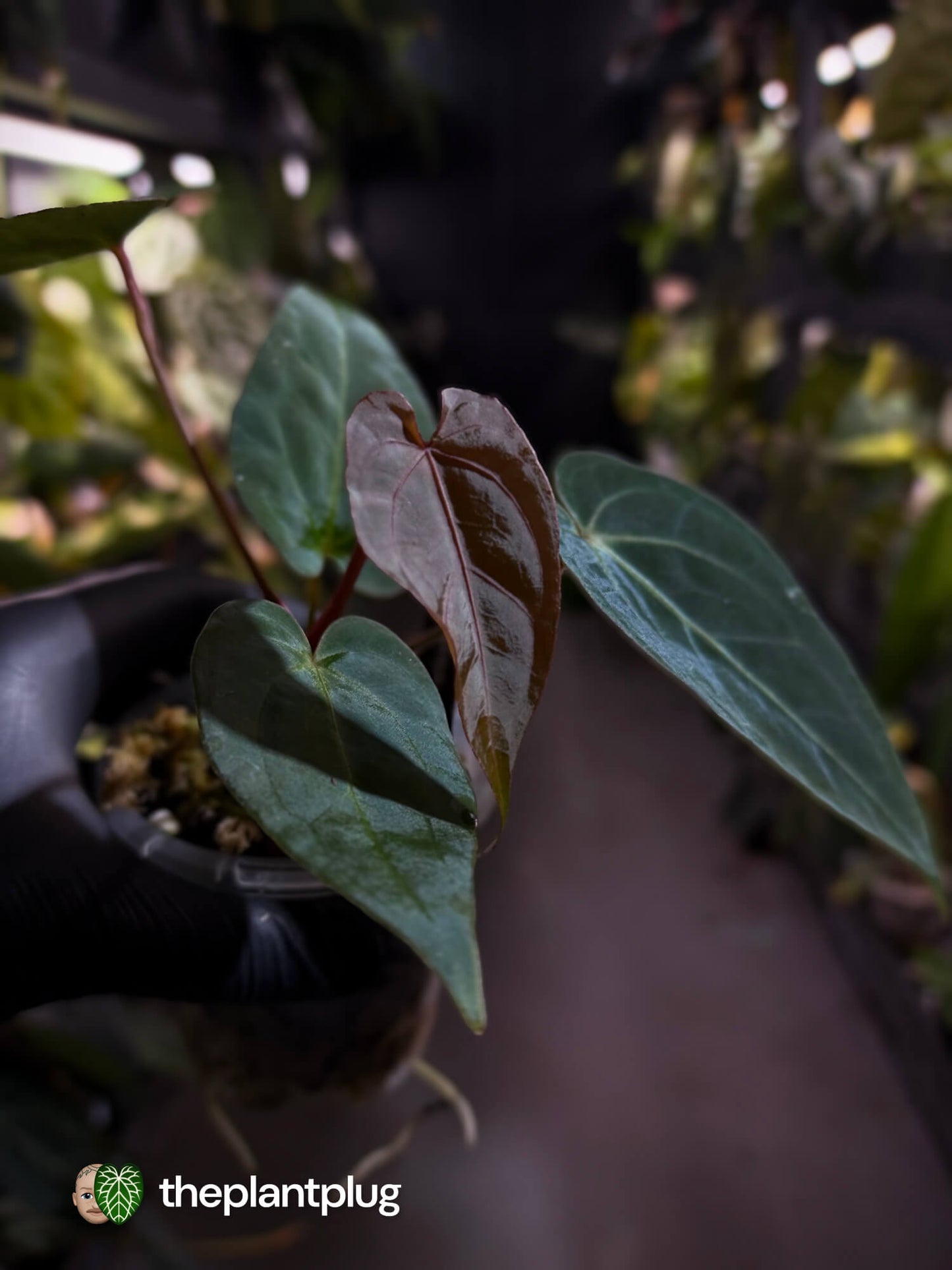 Anthurium ('Hoffx' x 'Velvet Shadow') x #BlackCherry
