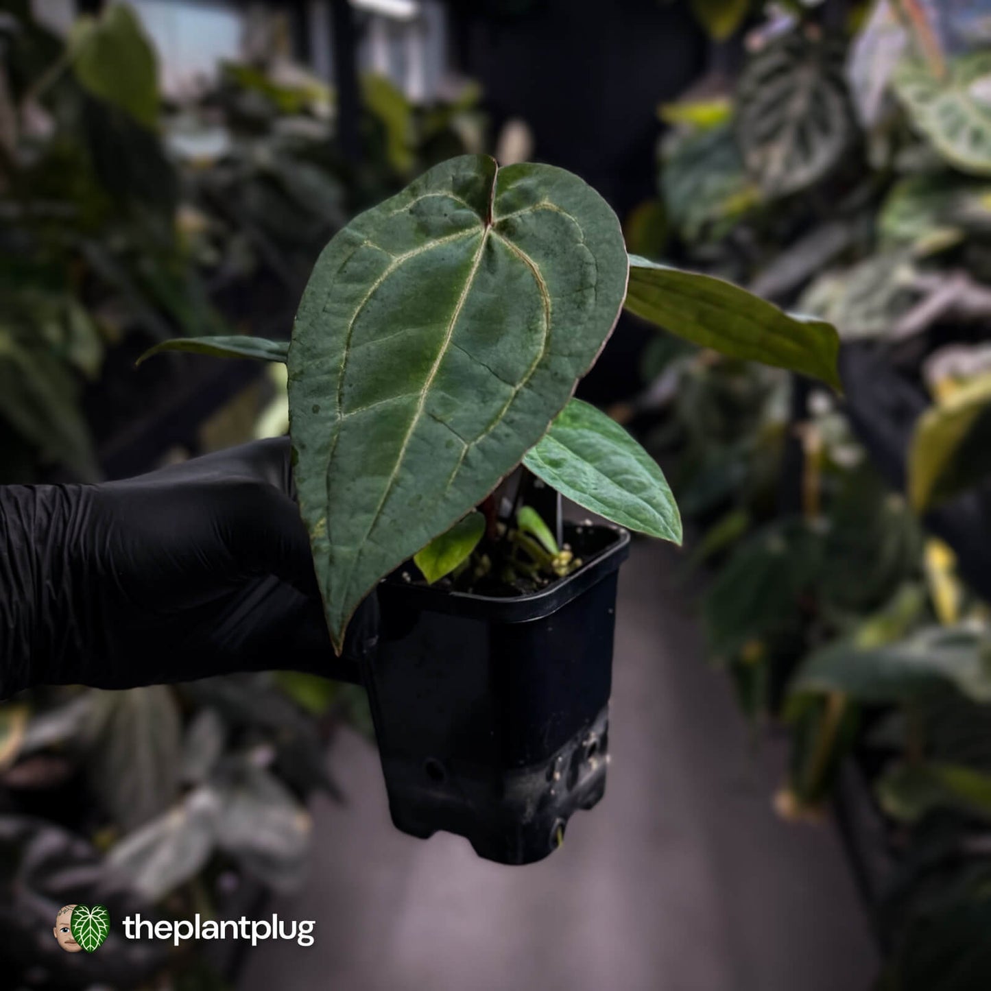 Anthurium 'Michelle' x 'RDP' • select ✨