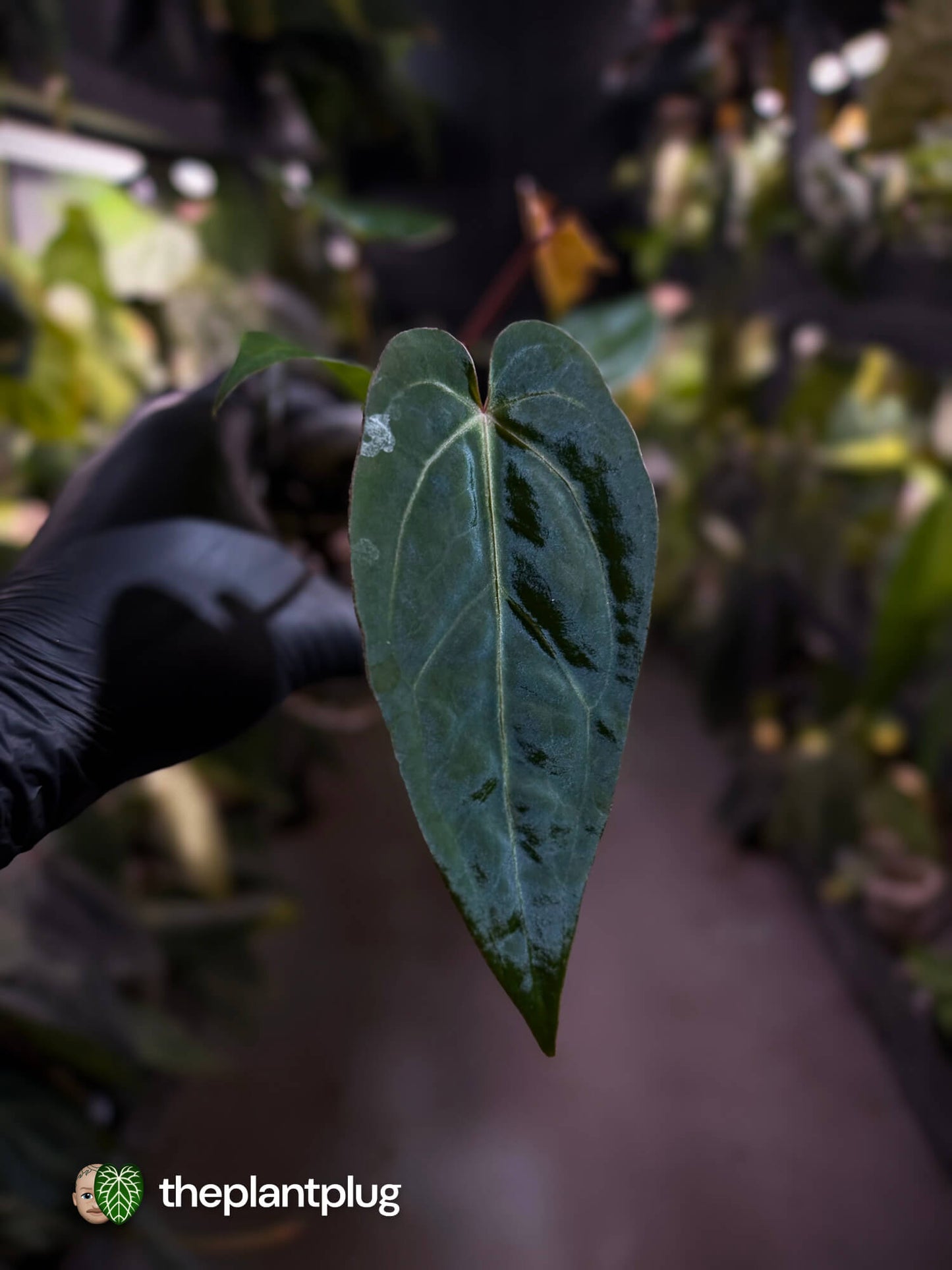 Anthurium ('Hoffx' x 'Velvet Shadow') x #BlackCherry