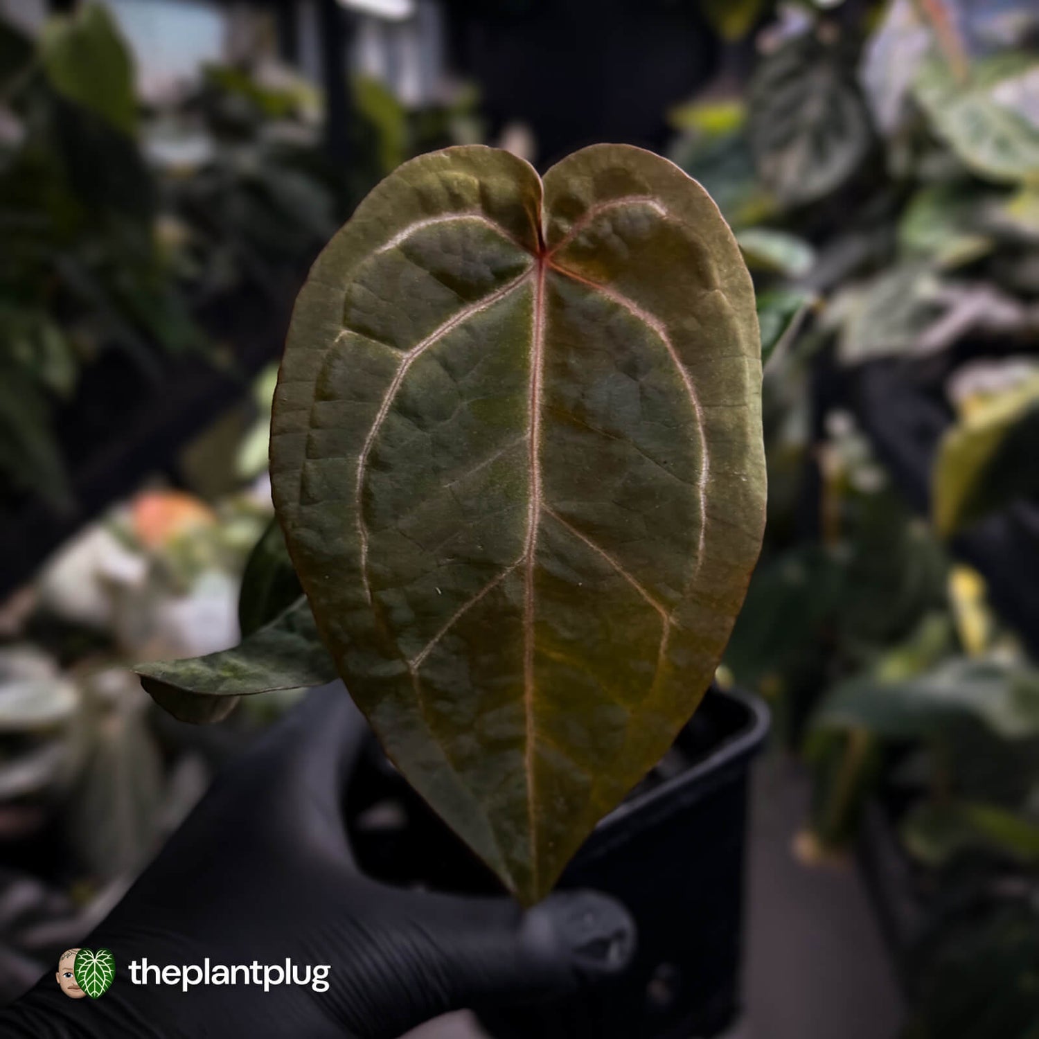 Anthurium 'Red Crystal' x 'Jayda' 💫