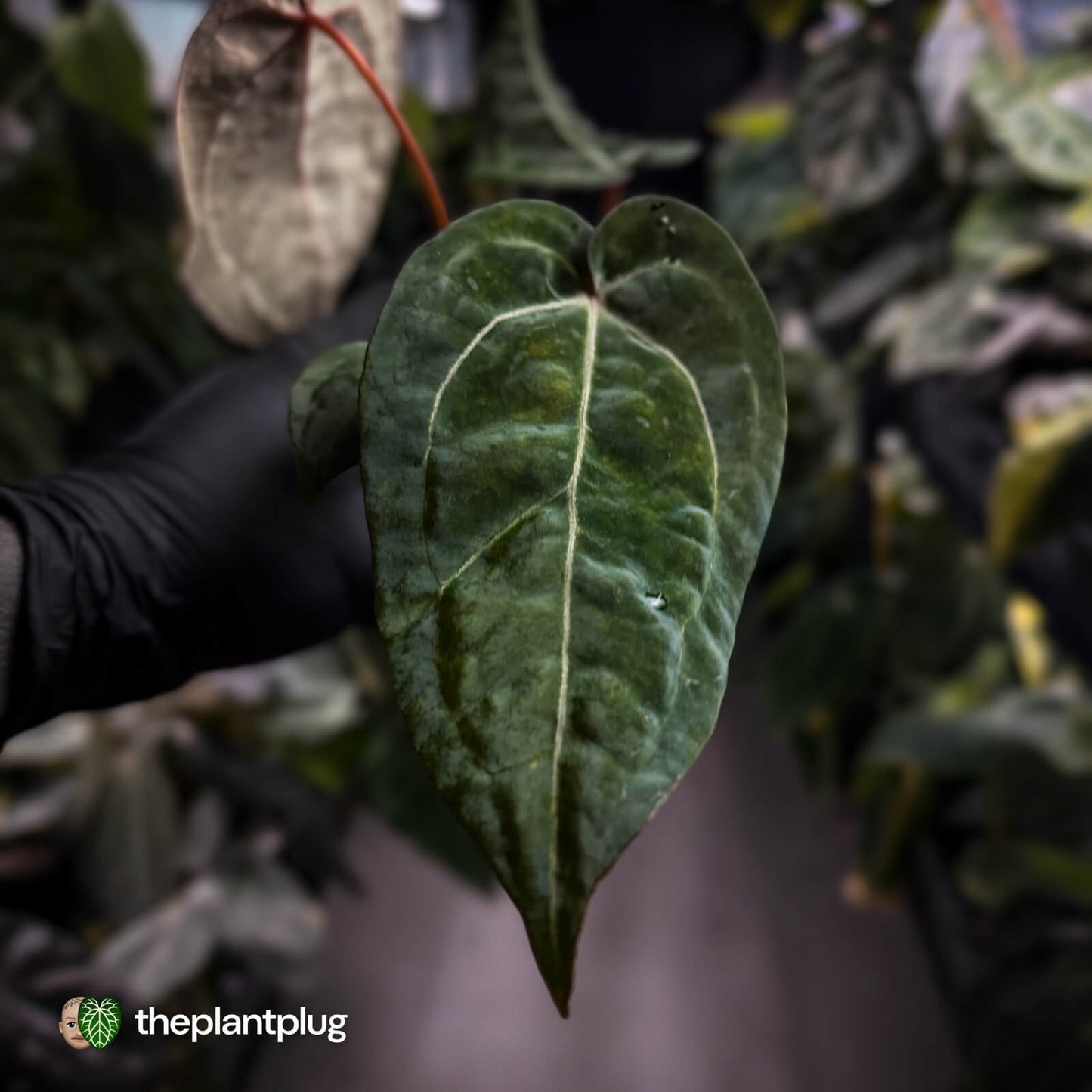 Anthurium 'Red Crystal' x 'Jayda' 💫