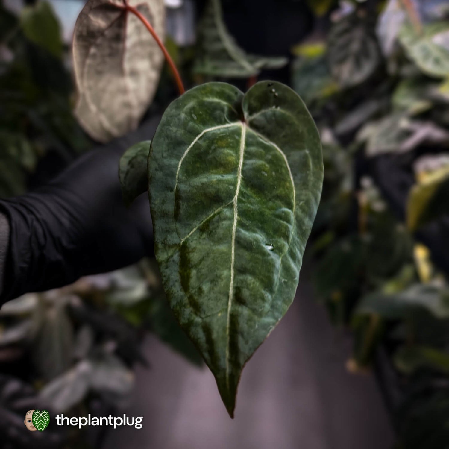 Anthurium 'Red Crystal' x 'Jayda' 💫