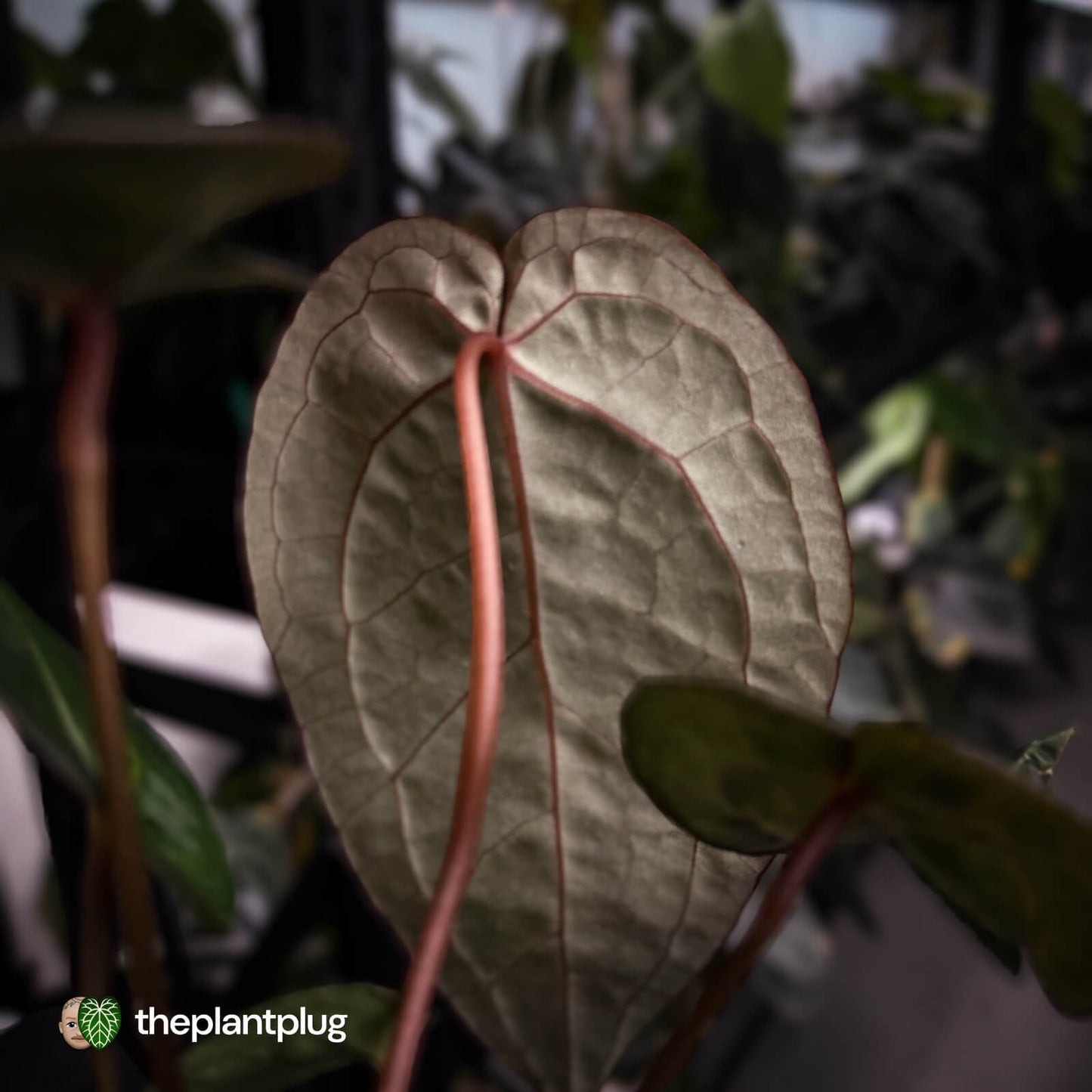 Anthurium 'Red Crystal' x 'Jayda' 💫