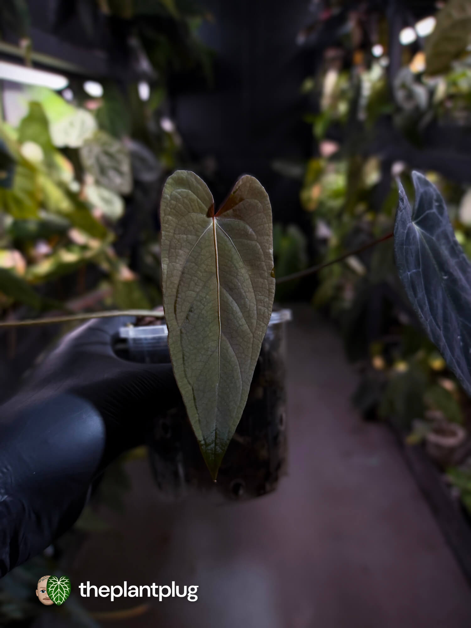 Anthurium #MiseryBusiness • Select