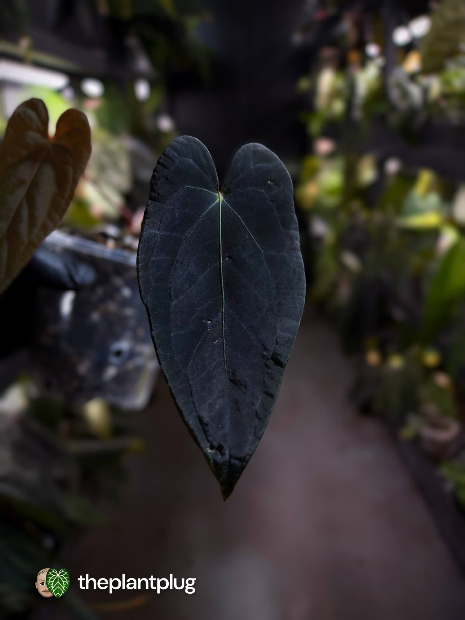 Anthurium #MiseryBusiness • Select