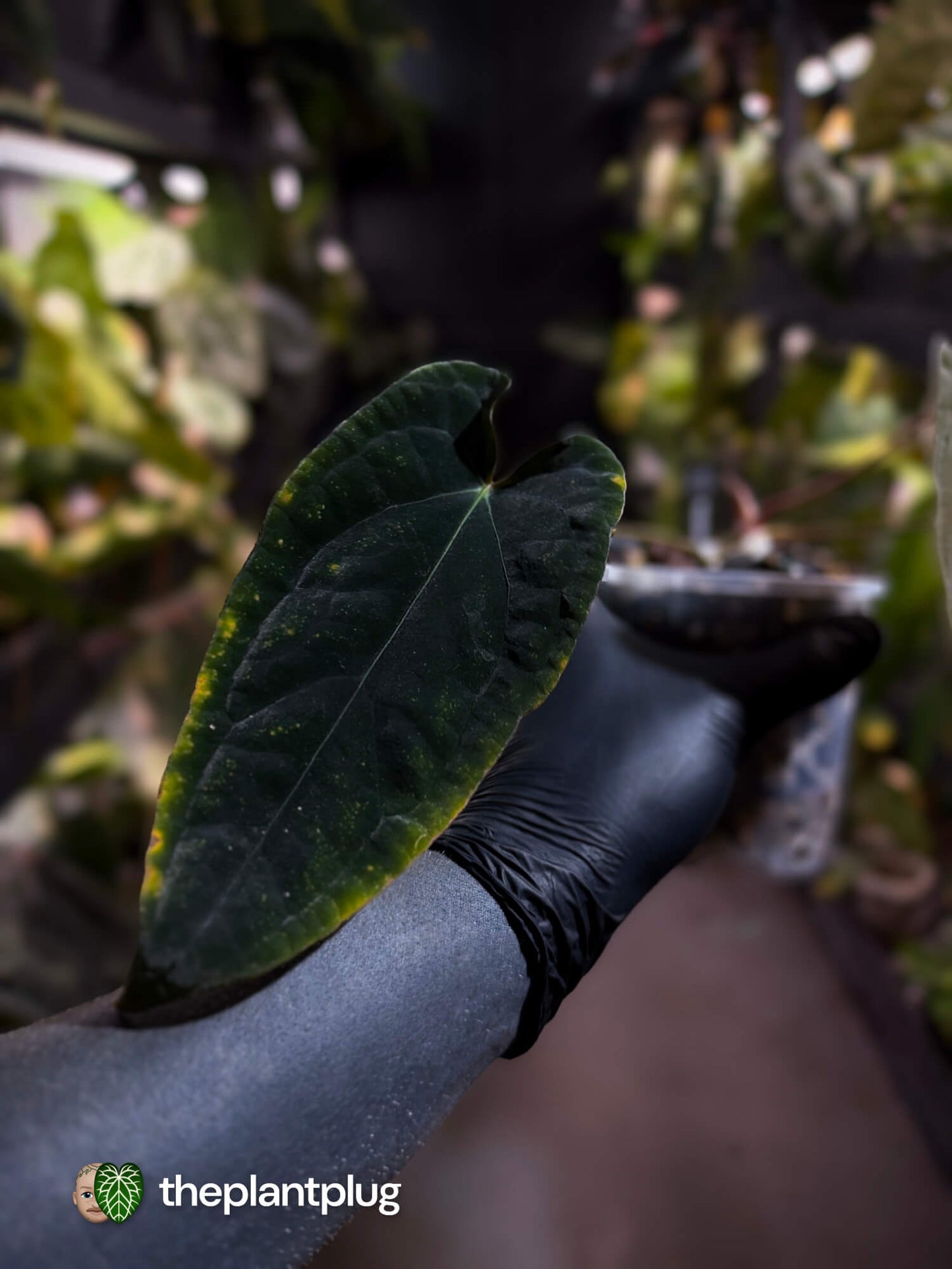 Anthurium #MiseryBusiness • Select