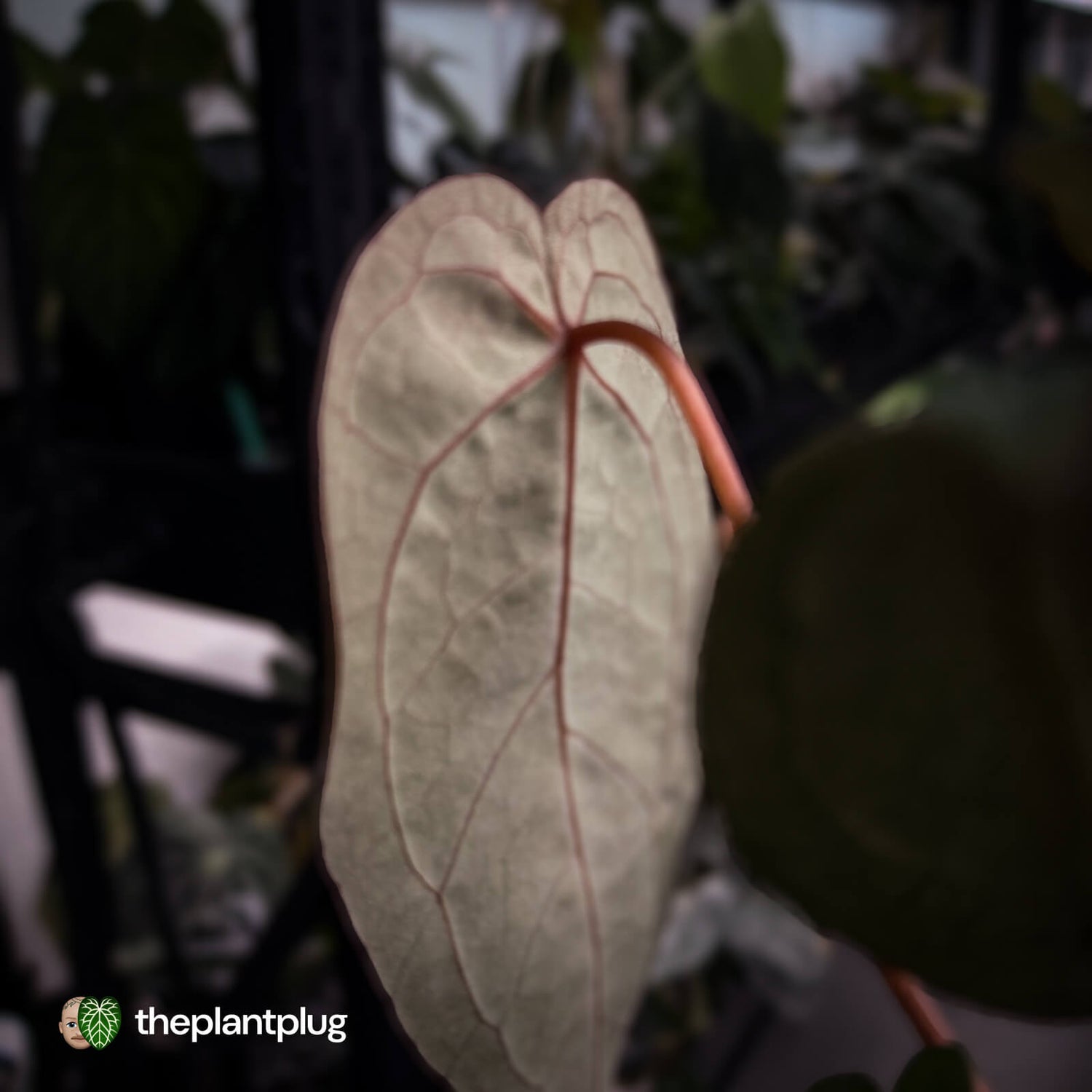 Anthurium 'Red Crystal' x 'Jayda' 💫