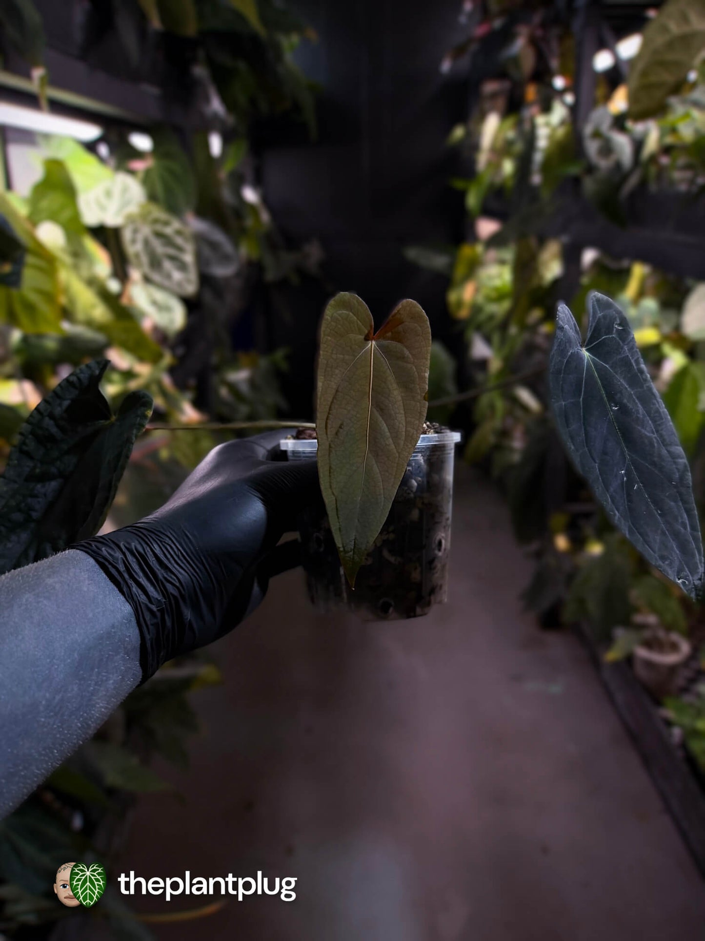 Anthurium #MiseryBusiness • Select