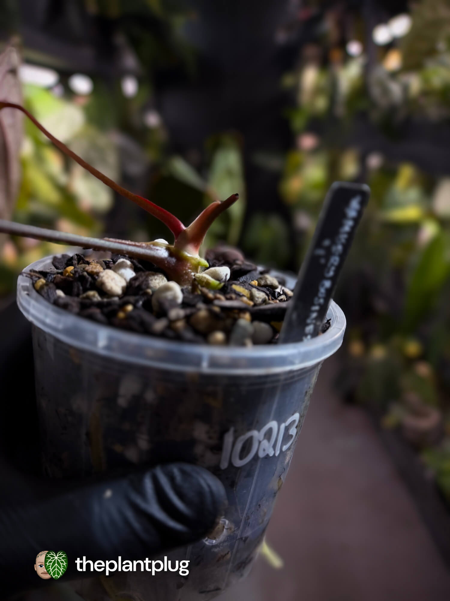 Anthurium #MiseryBusiness • Select