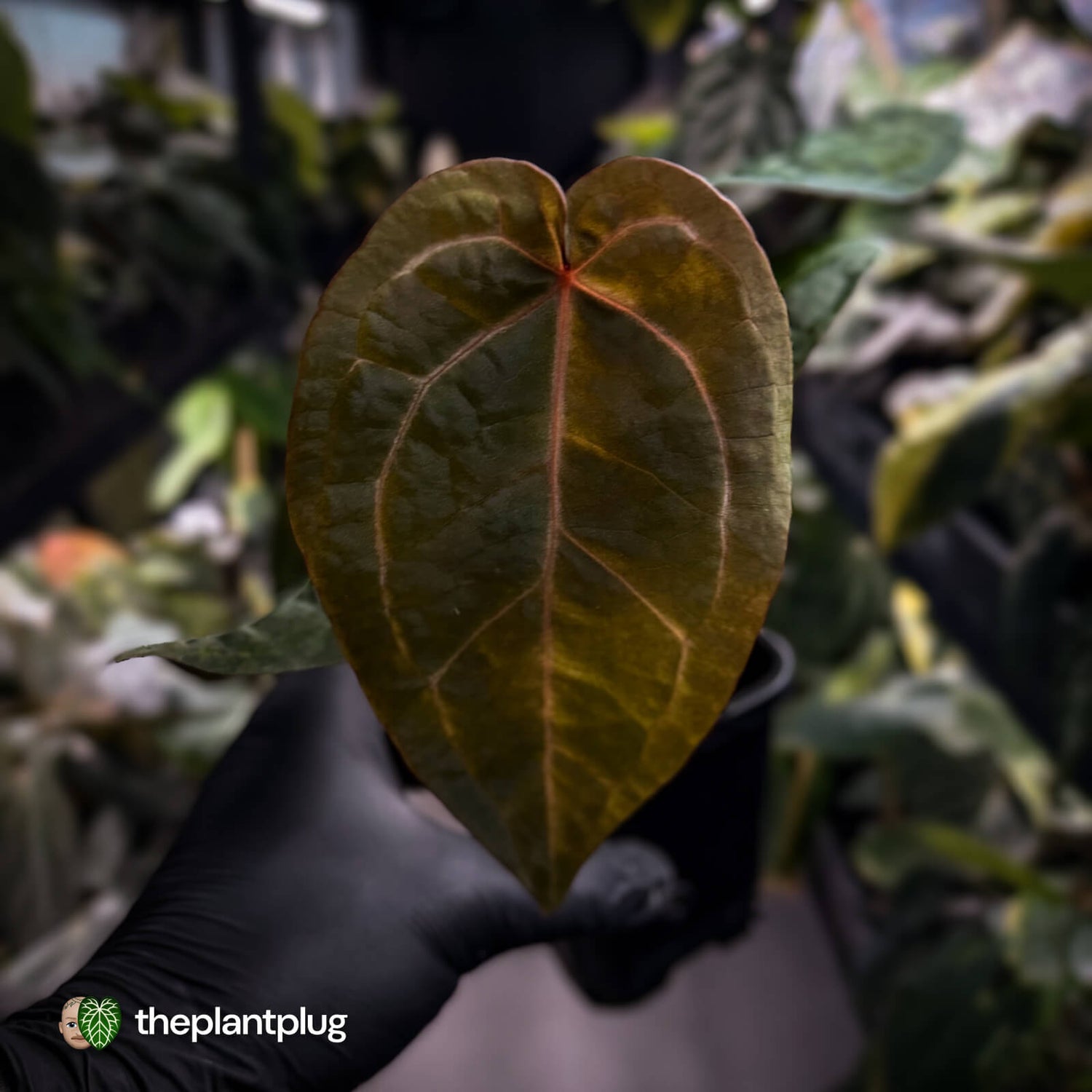 Anthurium 'Red Crystal' x 'Jayda' 💫