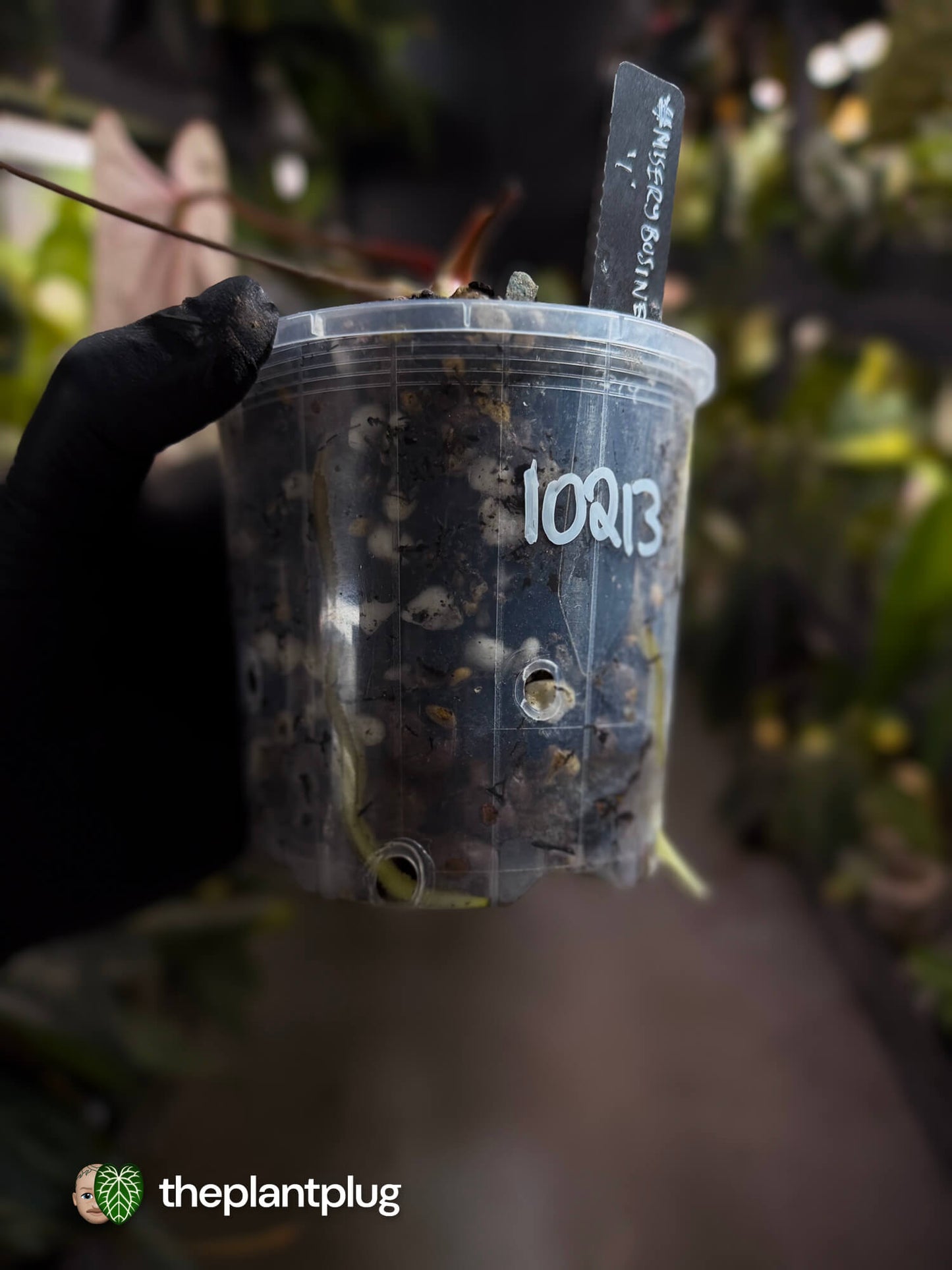 Anthurium #MiseryBusiness • Select